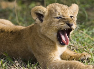 lion-cub-baby-predator-cat